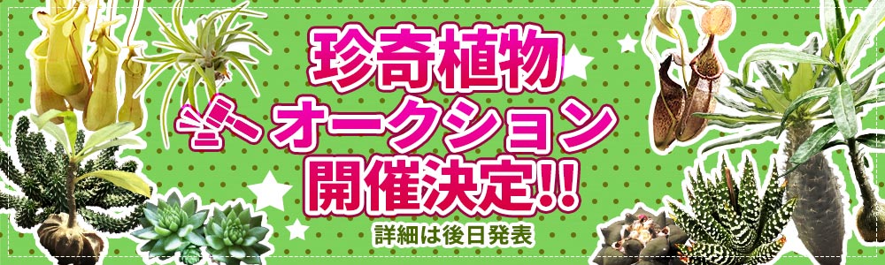 オークション予告